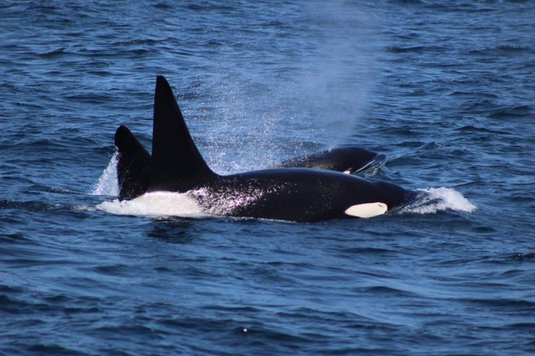Killer Whales while Whale Watching in Monterey Bay California with Stagnaro Charters