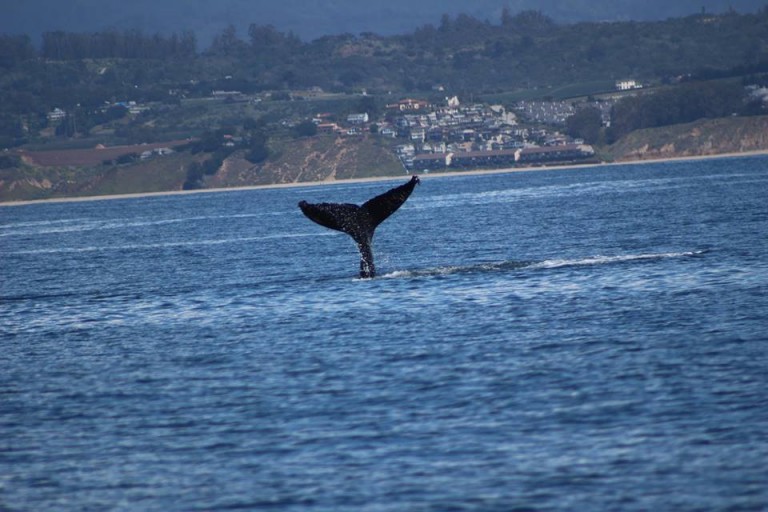 Tail while Whale Watching in Monterey Bay California with Stagnaro Charters