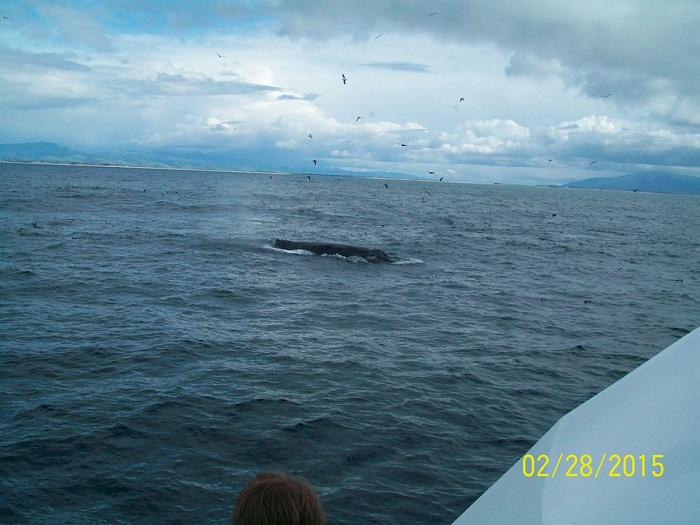 humpback while Whale Watching in Monterey Bay California with Stagnaro Charters