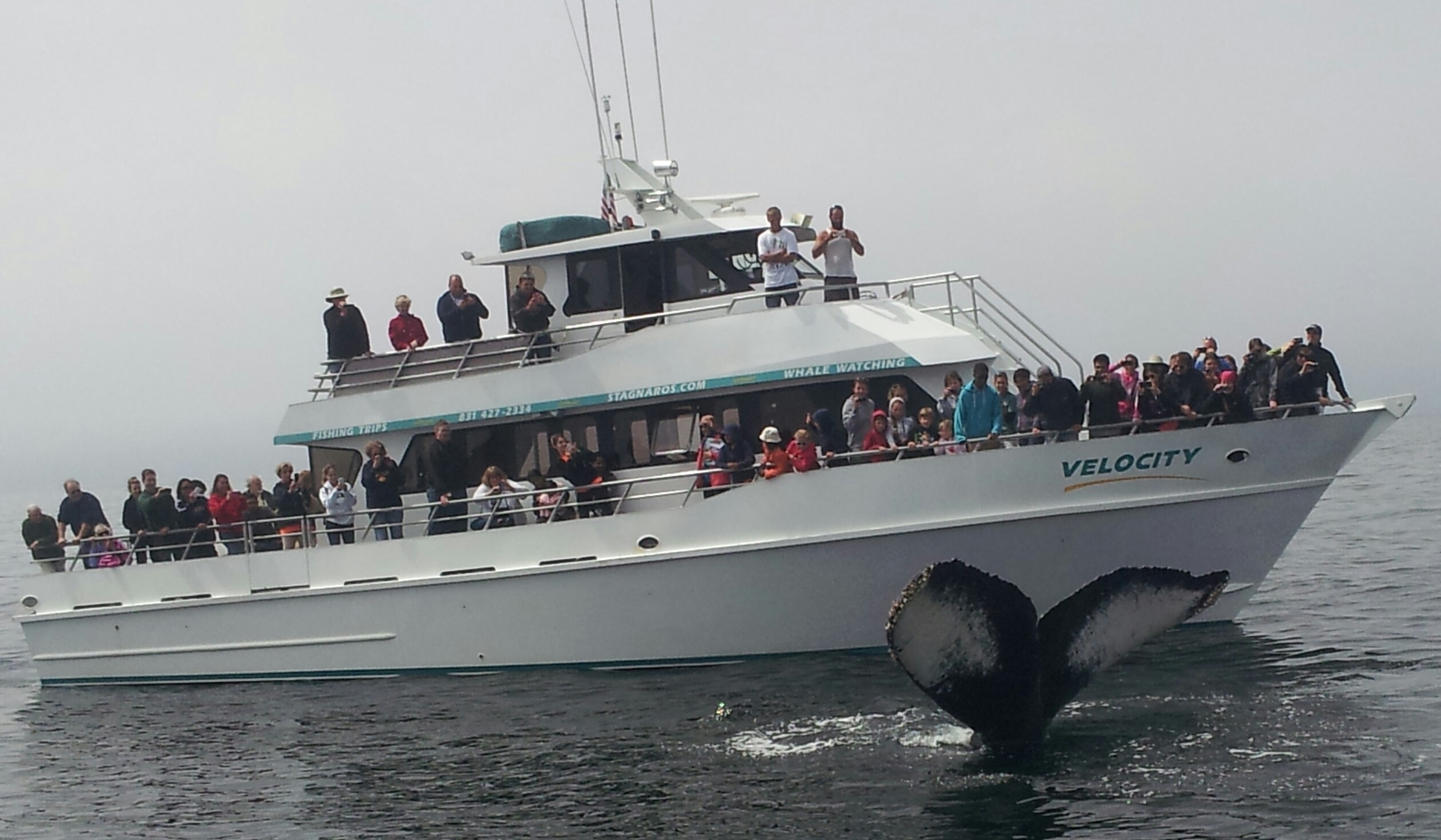 Velocity while Whale Watching in Monterey Bay California with Stagnaro Charters