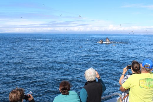 spouts while Whale Watching in Monterey Bay California with Stagnaro Charters