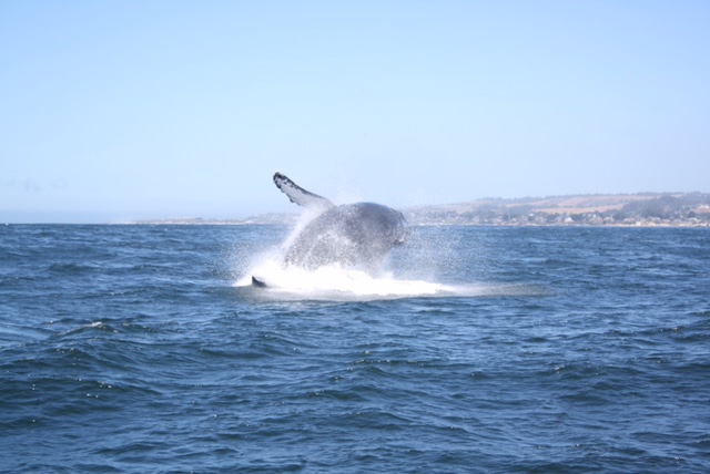 Humpback Breach Monterey Bay in June photo Amanda Kreft 2